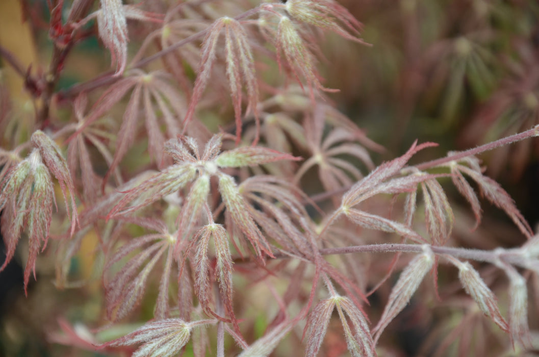 Acer palmatum 'Ever Red' Weeping Red Japanese Maple