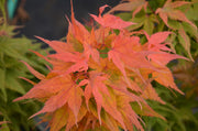 - Acer palmatum 'Japanese Princess' Dwarf Japanese Maple - Mr Maple │ Buy Japanese Maple Trees