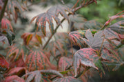 - Acer palmatum x 'Purple Curl' Japanese Maple - Mr Maple │ Buy Japanese Maple Trees