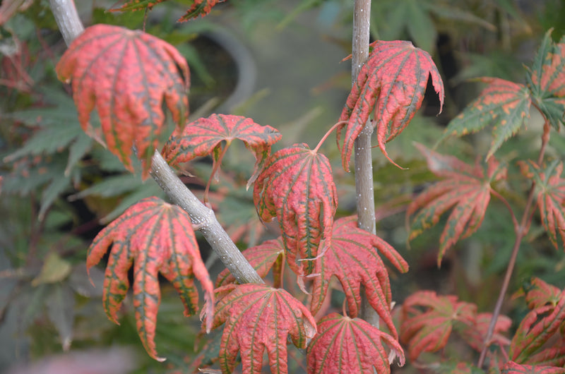 - Acer palmatum x 'Purple Curl' Japanese Maple - Mr Maple │ Buy Japanese Maple Trees