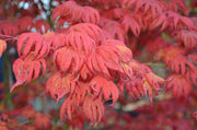 - Acer palmatum x 'Purple Curl' Japanese Maple - Mr Maple │ Buy Japanese Maple Trees