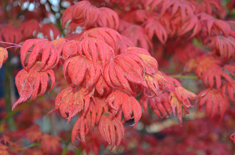 - Acer palmatum x 'Purple Curl' Japanese Maple - Mr Maple │ Buy Japanese Maple Trees