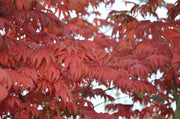 - Acer palmatum x 'Purple Curl' Japanese Maple - Mr Maple │ Buy Japanese Maple Trees