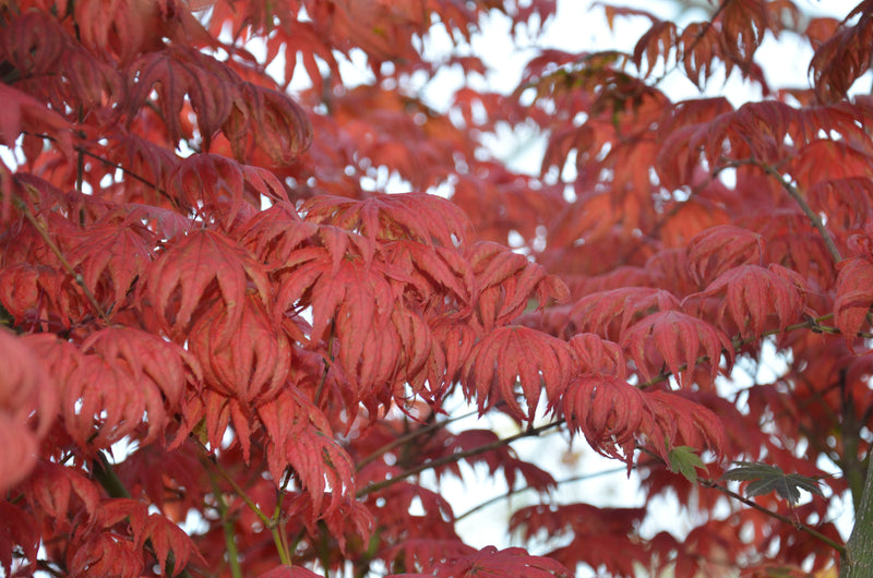 - Acer palmatum x 'Purple Curl' Japanese Maple - Mr Maple │ Buy Japanese Maple Trees
