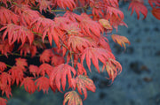 - Acer palmatum x 'Purple Curl' Japanese Maple - Mr Maple │ Buy Japanese Maple Trees