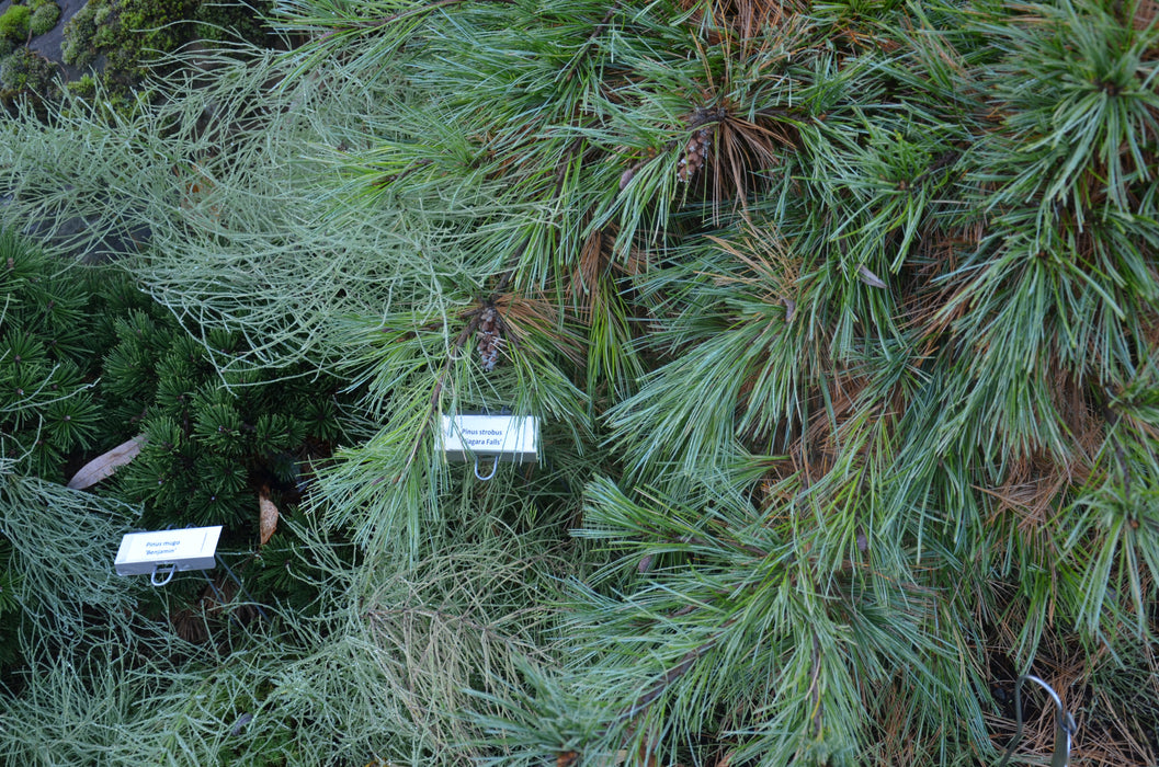 Pinus strobus 'Niagra Falls' Weeping White Pine
