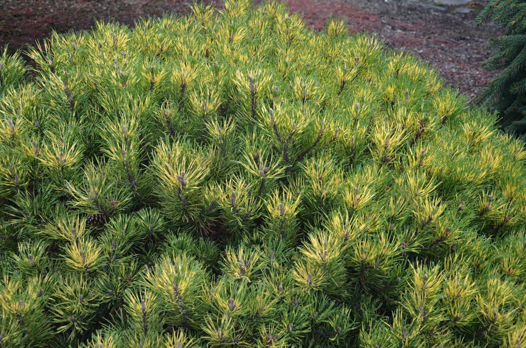 Pinus mugo 'Sunshine’ Variegated Dwarf Mountain Pine Tree