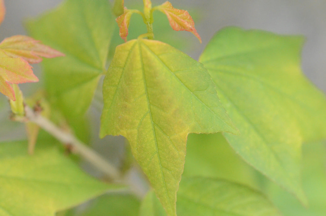 Acer buergerianum 'Golden Pharoah' Trident Maple