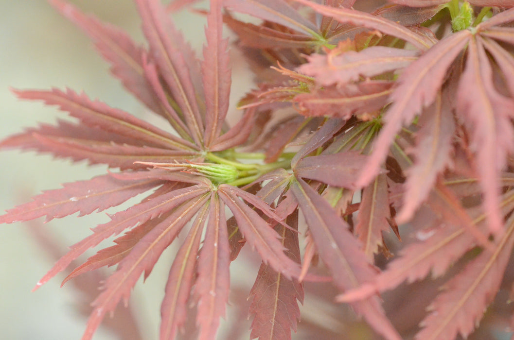 Acer palmatum 'Englishtown' Dwarf Red Japanese Maple