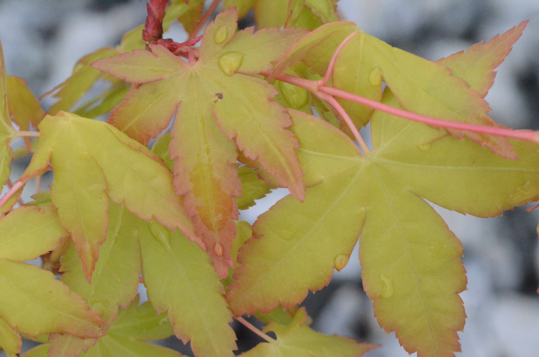 Acer palmatum 'Katsura hime' Japanese Maple