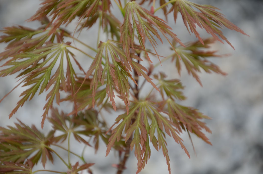 Acer palmatum x shirasawanum ‘Green River' Weeping Japanese Maple