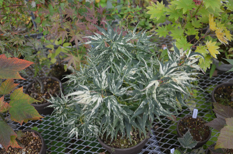 - Acer palmatum 'Snow Kitten' Japanese Maple - Mr Maple │ Buy Japanese Maple Trees