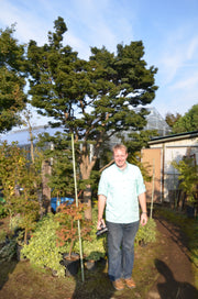 - Acer palmatum 'Shishigashira' Lion's Head Japanese Maple - Mr Maple │ Buy Japanese Maple Trees