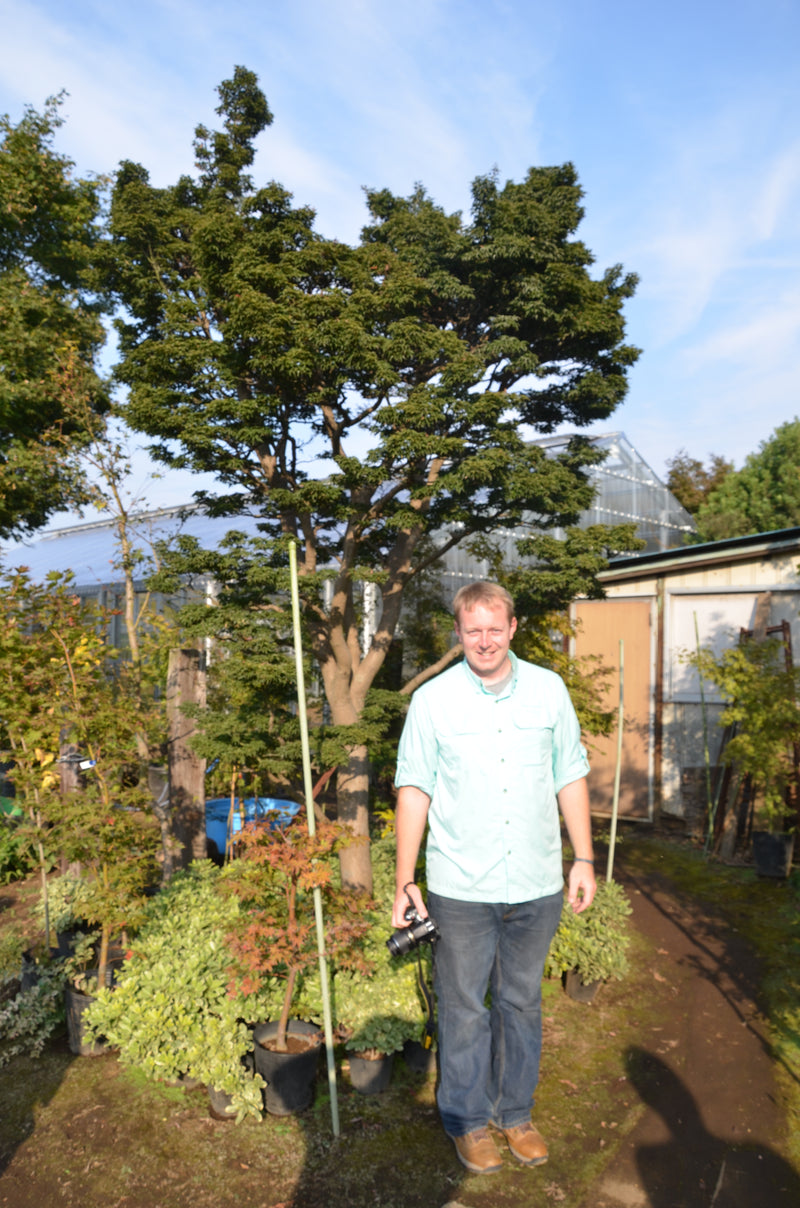 - Acer palmatum 'Shishigashira' Lion's Head Japanese Maple - Mr Maple │ Buy Japanese Maple Trees