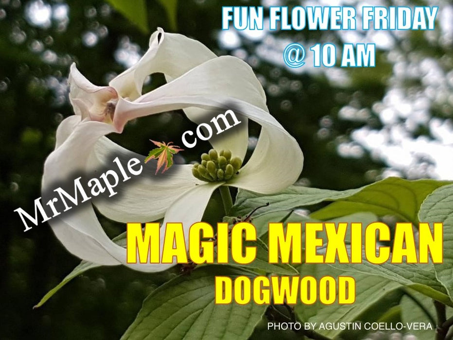Cornus florida ssp urbiniana Magic Mexican Dogwood