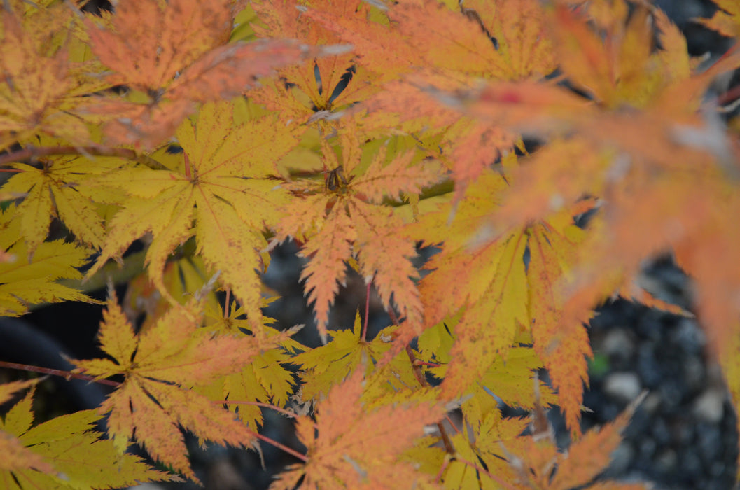 FOR PICKUP ONLY | Acer palmatum 'Koyuki' Japanese Maple | DOES NOT SHIP