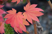 - Acer japonicum 'Taki no gawa' Full Moon Japanese Maple - Mr Maple │ Buy Japanese Maple Trees