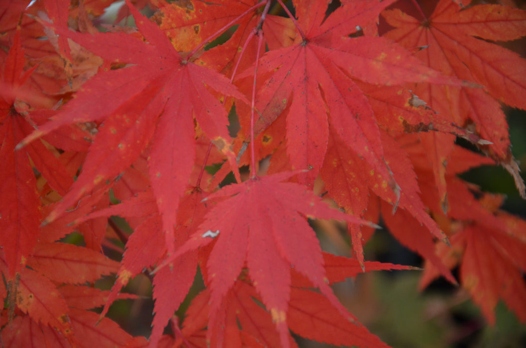 Acer palmatum 'Will's Devine' Japanese Maple