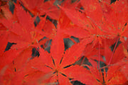 - Acer palmatum 'Grandma Ghost' Japanese Maple - Mr Maple │ Buy Japanese Maple Trees
