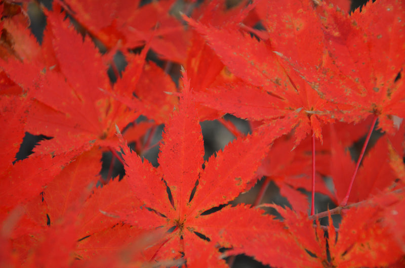 - Acer palmatum 'Grandma Ghost' Japanese Maple - Mr Maple │ Buy Japanese Maple Trees