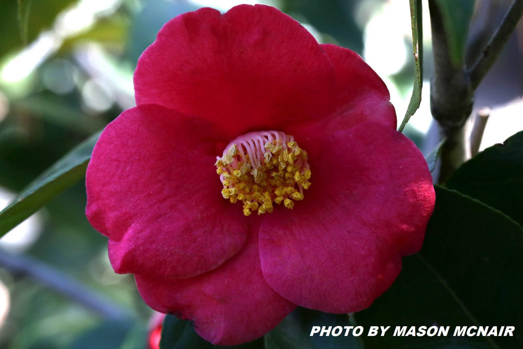 Camellia japonica 'April Melody' Rose Pink Flowering Cold Hardy Camellia
