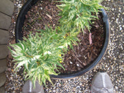 - Acer palmatum 'Snow Kitten' Japanese Maple - Mr Maple │ Buy Japanese Maple Trees