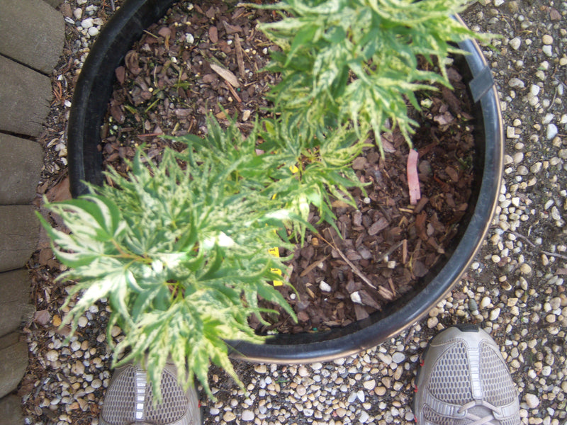 - Acer palmatum 'Snow Kitten' Japanese Maple - Mr Maple │ Buy Japanese Maple Trees
