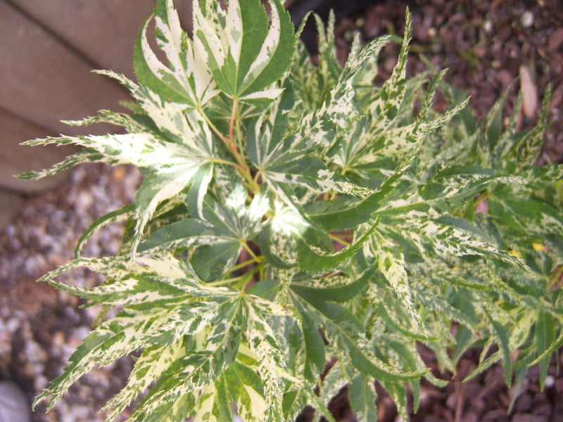 - Acer palmatum 'Snow Kitten' Japanese Maple - Mr Maple │ Buy Japanese Maple Trees