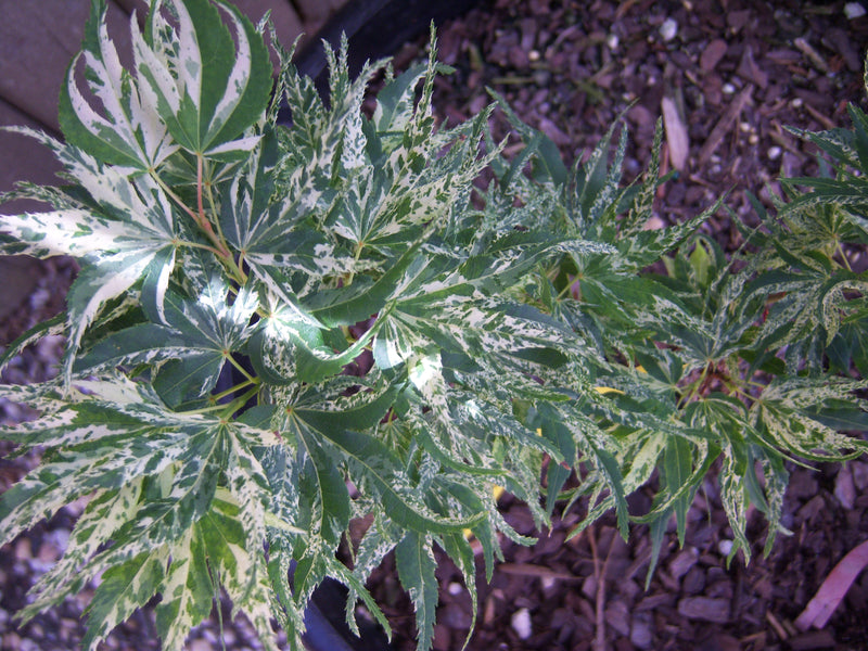 - Acer palmatum 'Snow Kitten' Japanese Maple - Mr Maple │ Buy Japanese Maple Trees