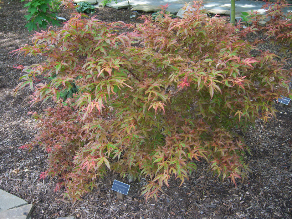Acer palmatum 'Beni fushigi' Japanese Maple
