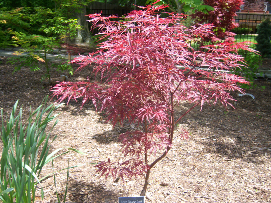 Acer palmatum 'Garnet Tower' Japanese Maple