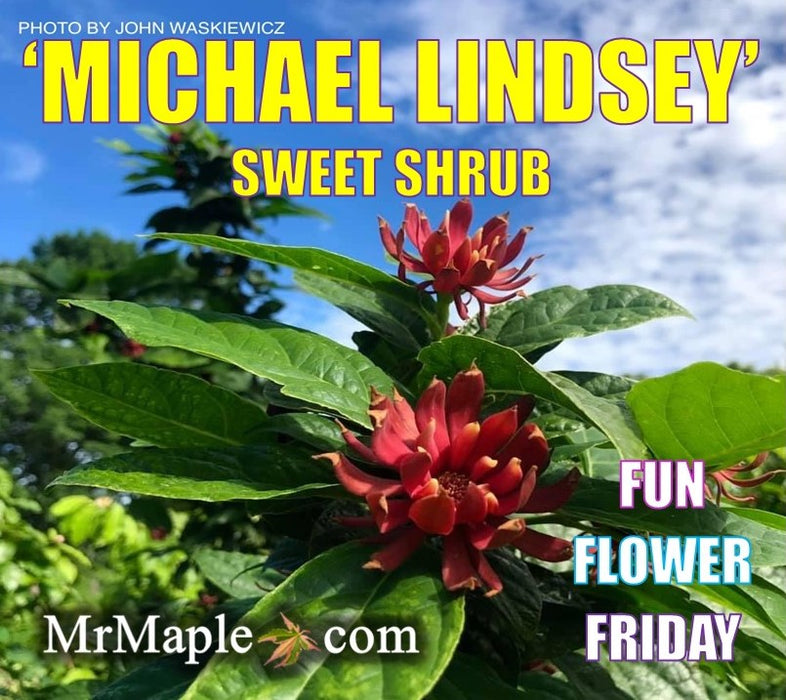 Calycanthus floridus 'Michael Lindsey' Sweet shrub