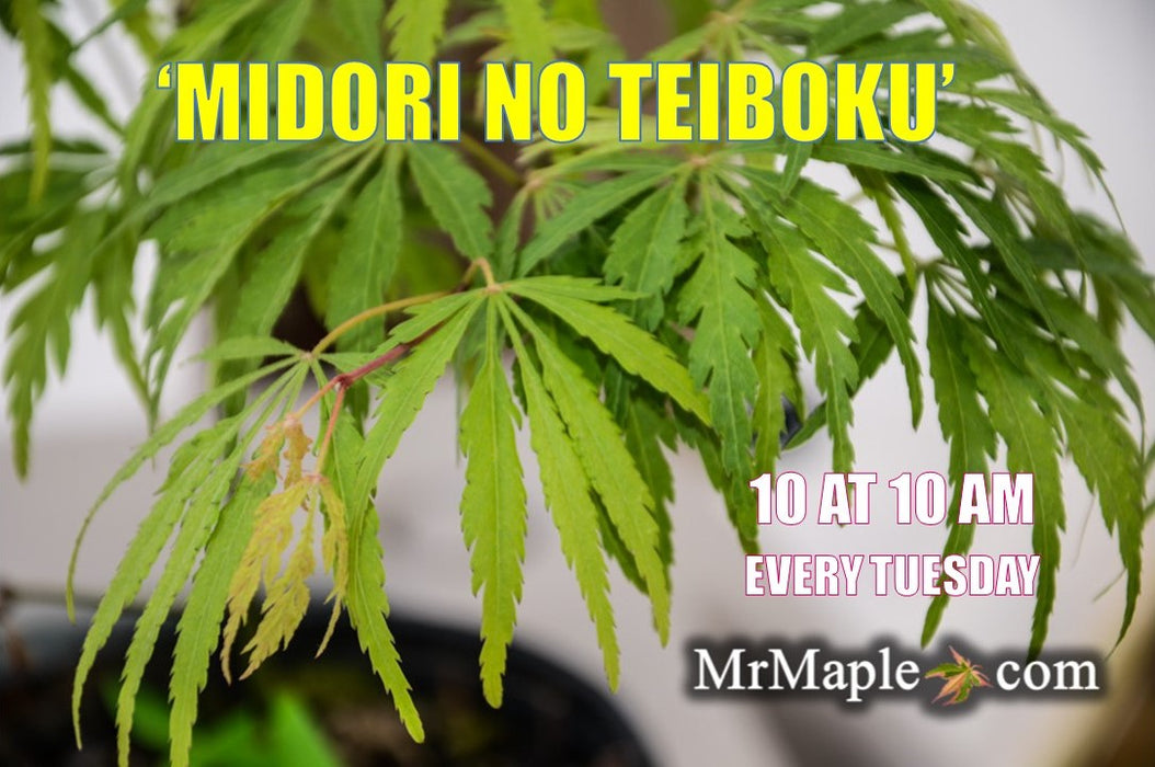 Acer palmatum 'Midori-no-teiboku' Weeping Japanese Maple