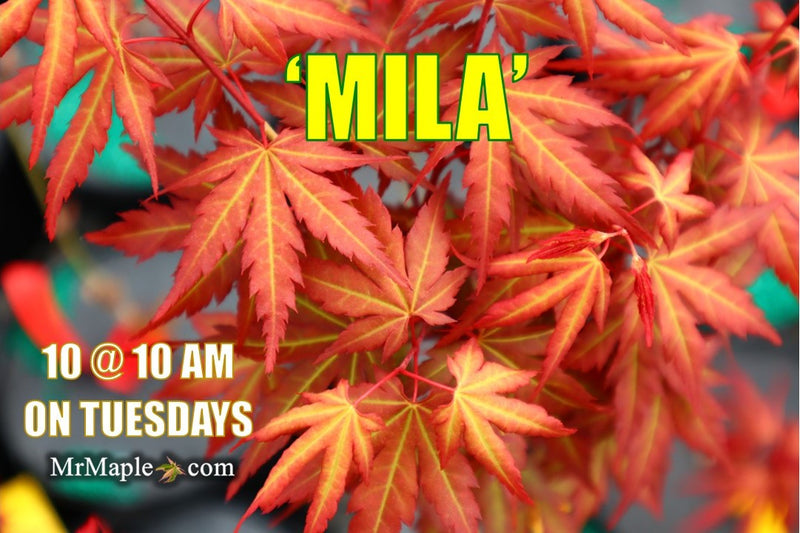 - Acer palmatum 'Mila' Japanese Maple - Mr Maple │ Buy Japanese Maple Trees
