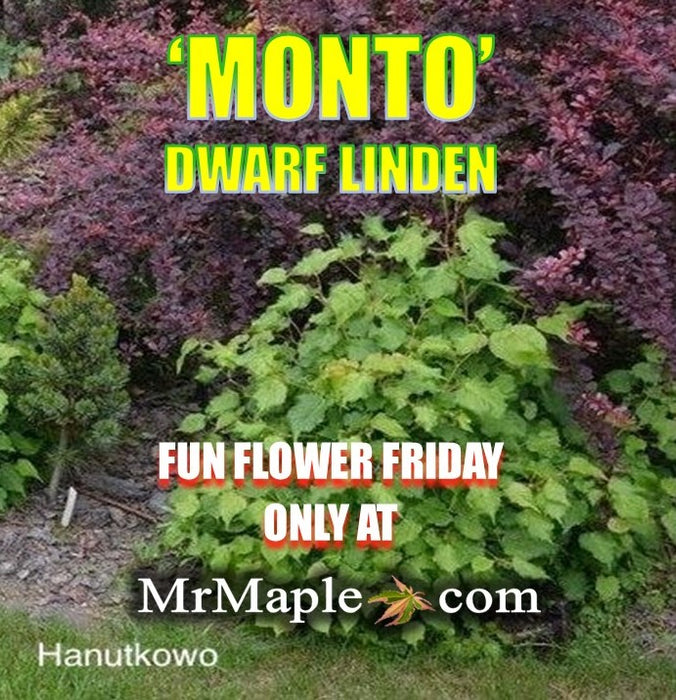 Tilia cordata 'Monto' Dwarf Little Leaf Linden