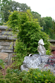 - Acer palmatum 'Ryusen' Japanese Maple - Mr Maple │ Buy Japanese Maple Trees