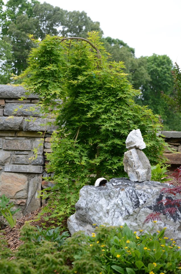 - Acer palmatum 'Ryusen' Japanese Maple - Mr Maple │ Buy Japanese Maple Trees