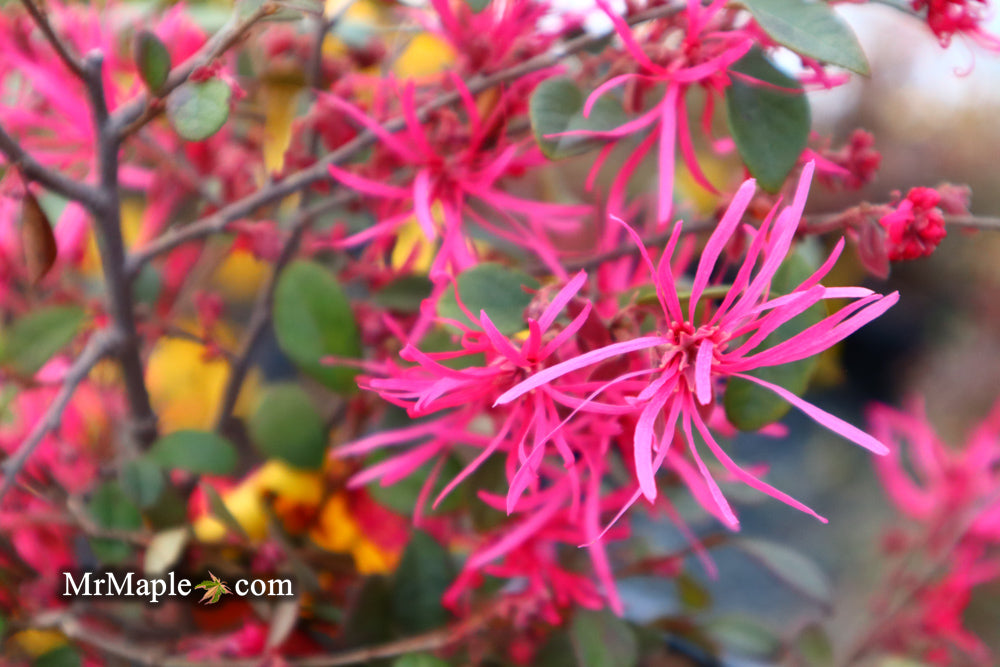 Loropetalum ‘Daruma' Maroon Leaf Fringe Flower