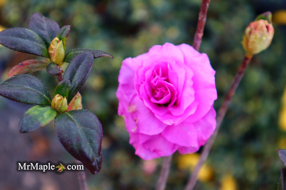 Azalea 'Amelia Rose’ Double Pink Aromi Lavender Flowering Azalea