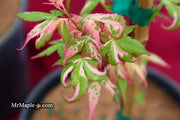 - Acer palmatum 'Ilarian' Japanese Maple - Mr Maple │ Buy Japanese Maple Trees