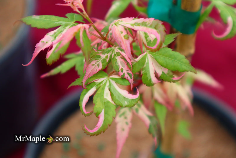 - Acer palmatum 'Ilarian' Japanese Maple - Mr Maple │ Buy Japanese Maple Trees