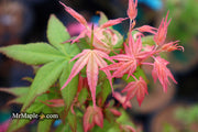 - Acer palmatum 'Ilarian' Japanese Maple - Mr Maple │ Buy Japanese Maple Trees