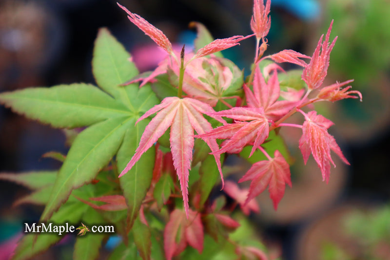 - Acer palmatum 'Ilarian' Japanese Maple - Mr Maple │ Buy Japanese Maple Trees