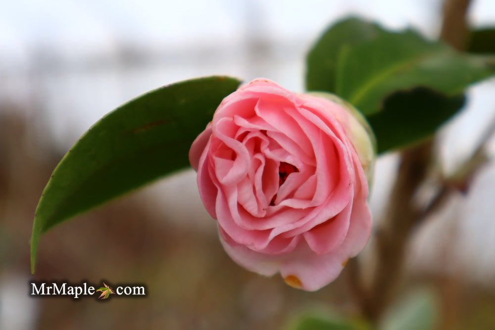 Camellia japonica 'Tomorrow's End' Flowering Camellia
