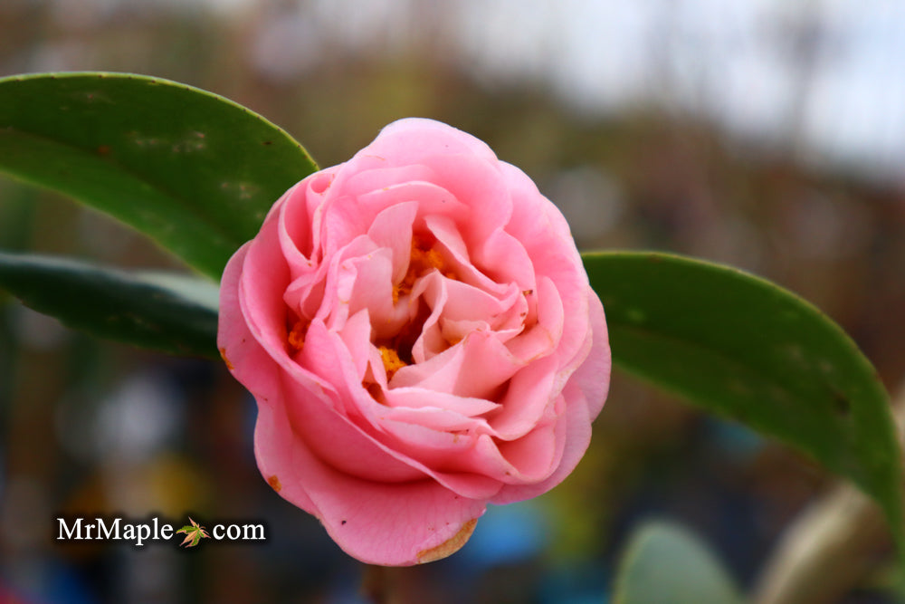 Camellia japonica 'Tomorrow's End' Flowering Camellia