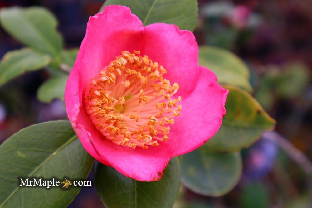 Camellia japonica 'Miyako-no-haru' Pink Flowering Camellia