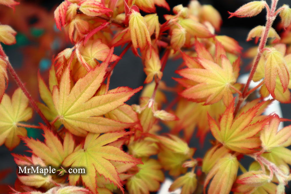 Acer palmatum 'Ghost Dancer' Japanese Maple