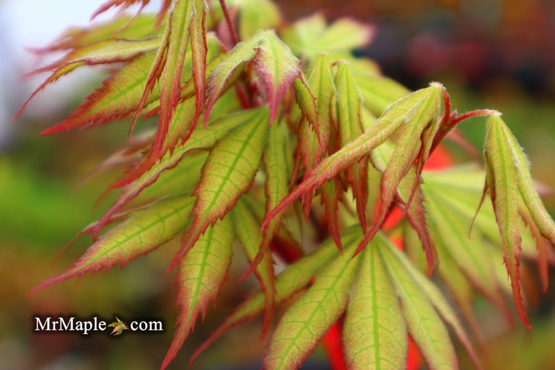 - Acer palmatum 'Firefly' Japanese Maple - Mr Maple │ Buy Japanese Maple Trees