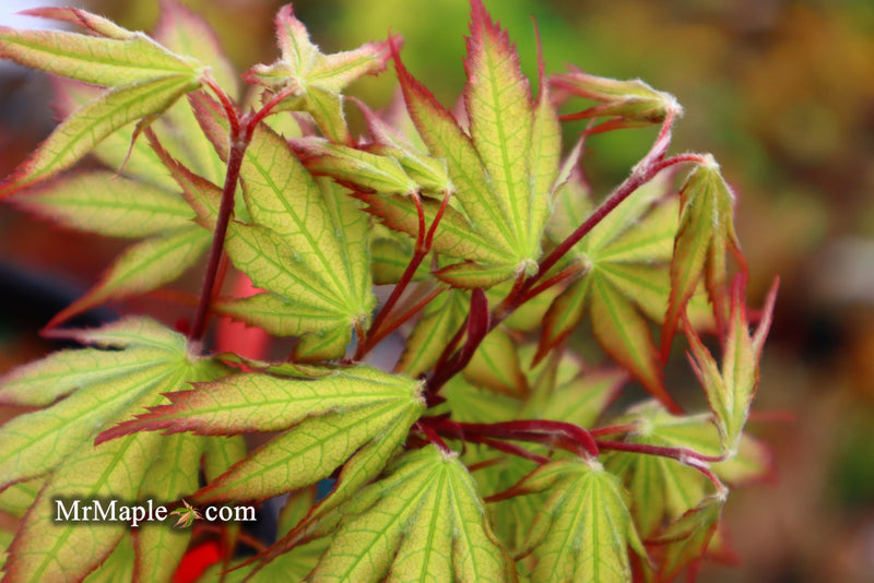 - Acer palmatum 'Firefly' Japanese Maple - Mr Maple │ Buy Japanese Maple Trees