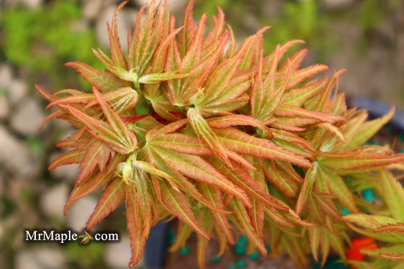 - Acer palmatum 'Mystic Mikawa' Miniature Japanese Maple - Mr Maple │ Buy Japanese Maple Trees